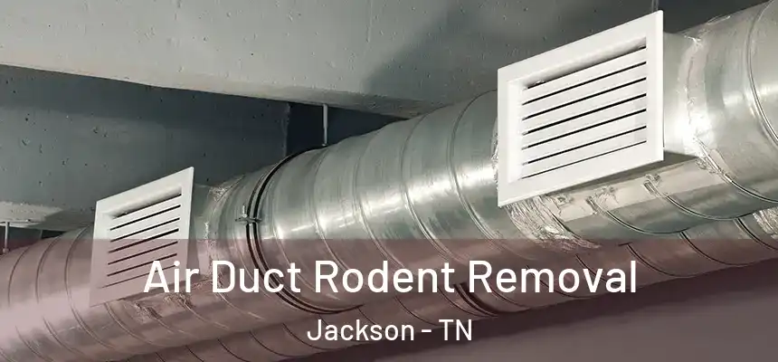 Air Duct Rodent Removal Jackson - TN
